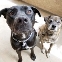 mungo_rooney_adventures