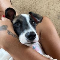 pequena3zara