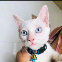 kurumim_jk