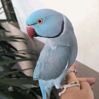 ringniko