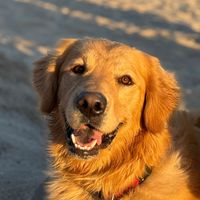 teddythegoldenrt
