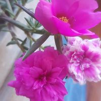 vnethbg