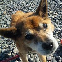 オリジナル楽曲 - まるかつ