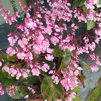 florespaisagemamor