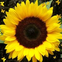 girassolyellow24