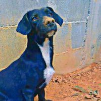 melzinha0fc0