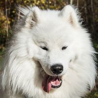 isaac_kiano