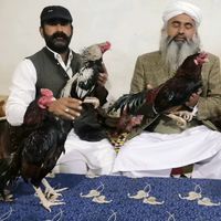 gillaniaseelclub