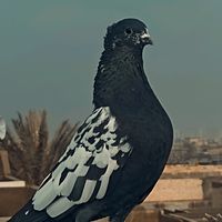 a_g_e077