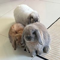 chubbybunnies__