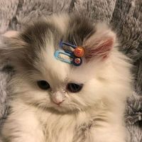 daisytiktak