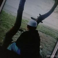 suara asli - محمّد إقبال