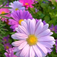 original sound - jardin.de.plantas