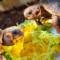 tortuturtle