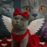 original sound - kokofier