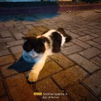 original sound - uty4459