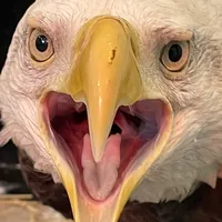 original sound - snootymcboopy