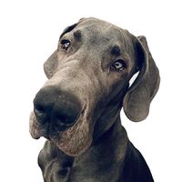 a.dog.named.odie