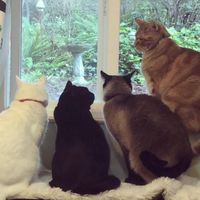 breakingcatnews