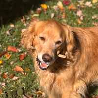 dug.the.cutest.dog