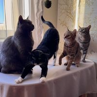 3.chats.et.une.ch