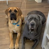 thecrazydoghouse3