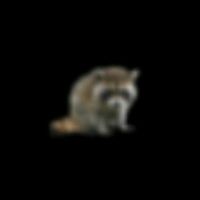 raccoon.hands0