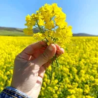 original sound - neaturoffical786