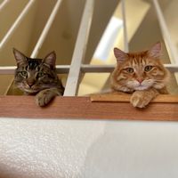 lolycats5_