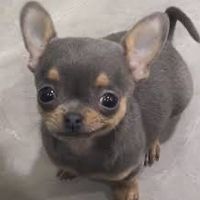 Mexican Travis Scott