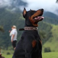 dobermancolombia