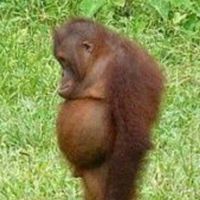 chocolatemilkmousedeer16