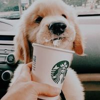 dogs_is_the_best_12