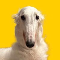 lineuborzoi