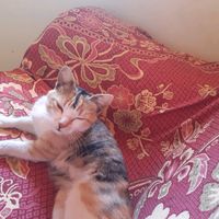 animais.de.tk
