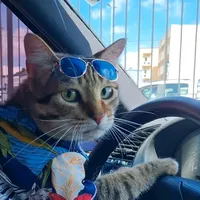 original sound - teslagato