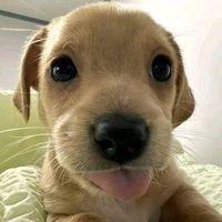 original sound - julgar