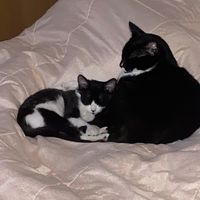 blopathelordcrema_1924