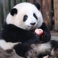 riceballpanda