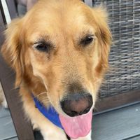 rosethehappygolden