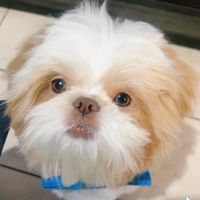 blue.shih.tzu