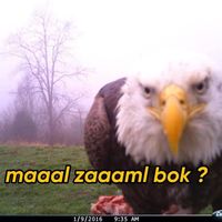الصوت الأصلي