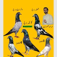 mehar_ahmad_kasuri