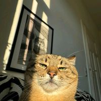 suara asli - azeyyyy