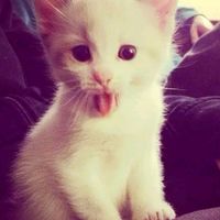 оригинальный звук