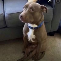 TANK FOR PUTIN IM THE SHOP FOR MEH