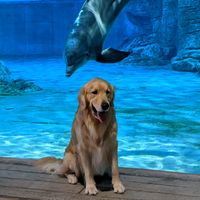 it_is_a_pancake_life