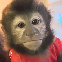 original sound - macacotbag