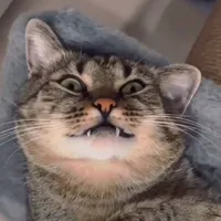 original sound - timushkathecat