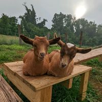 harmonygoatfarm